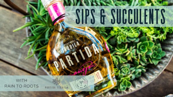 Graphic and photo of a tequila bottle and succulent plants to promote sips and succulents